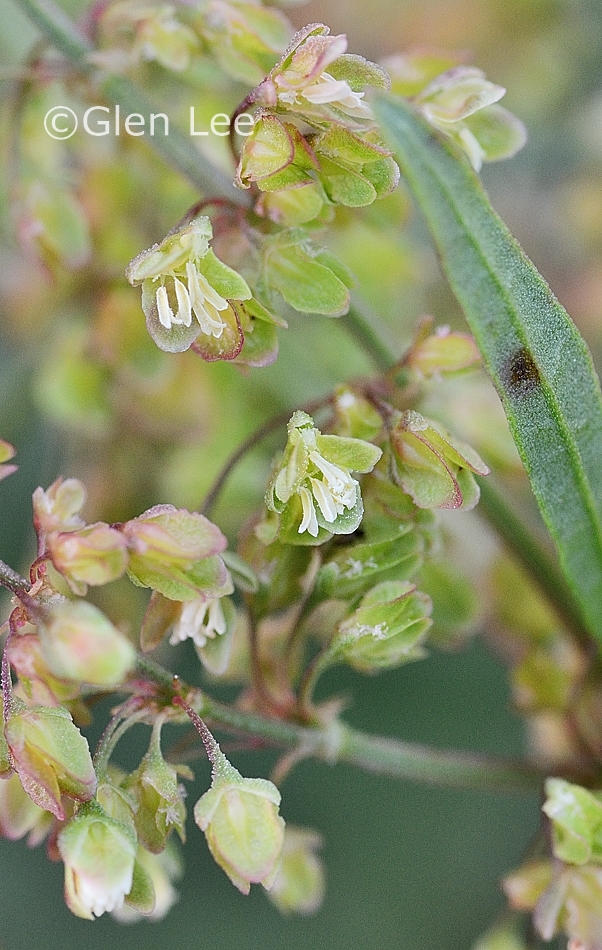 Rumex crispus photos Saskatchewan Wildflowers
